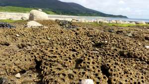 Sabellaria alveolata reef in Mourne Coast ASSI